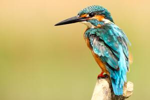 Birds are alone with their thoughts