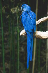 Birds are blue