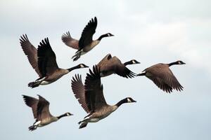 Birds fly south