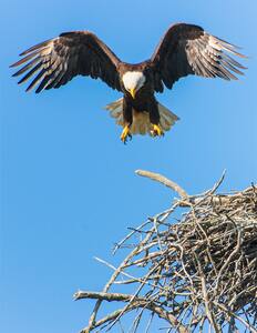 Birds are tireless