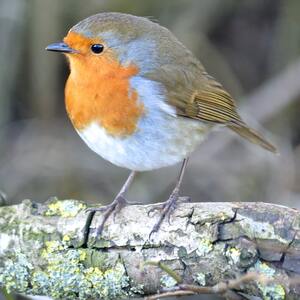 birds are alone here