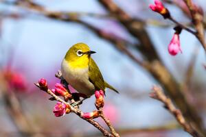 Birds eat plants too
