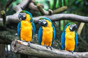 Birds are three
