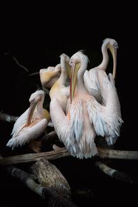 birds are family