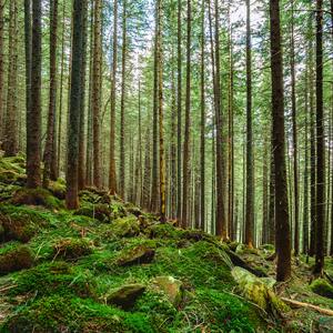 The forest where I fell hard