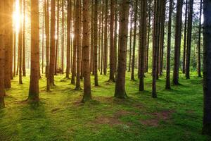 The forest where leaves grow