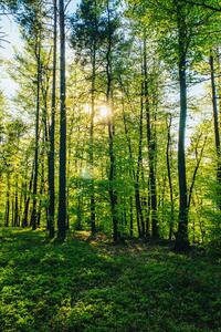 The forest where I get different ideas about life
