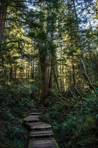 The forest where I hide beer