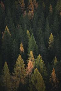 The forest where small animals live