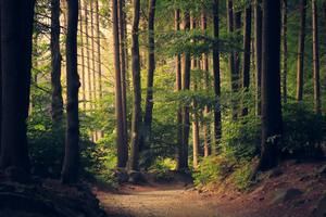 The forest where I touched myself