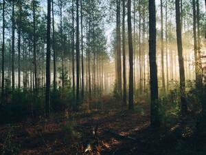The forest where I get lost in myself