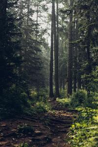 The forest where I got high once