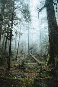 The forest where Father John touched me