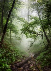 The forest where it happened
