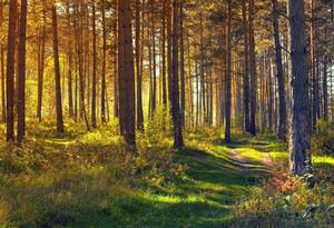 The forest where I got loaded