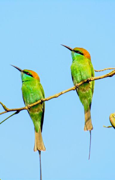 Birds plan things Print