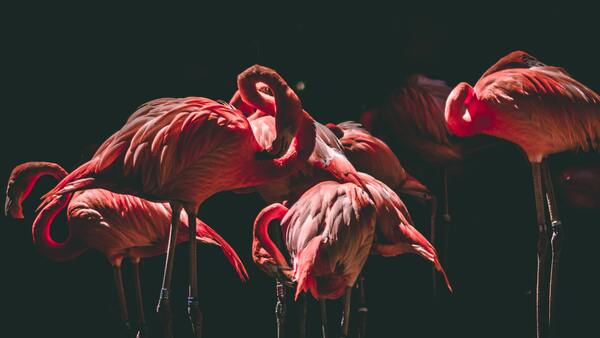 Birds are colorful creatures too by Reg Bender