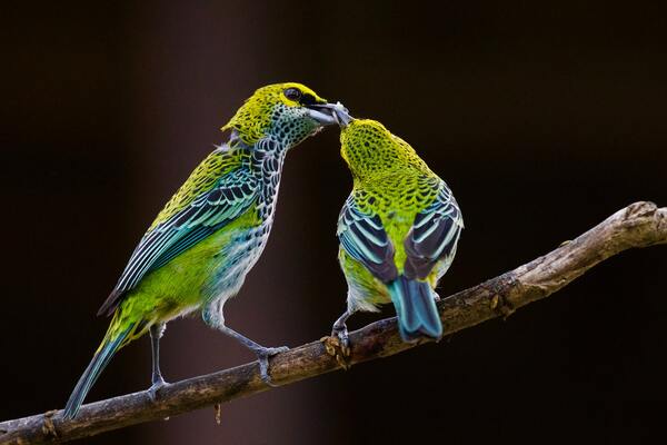 Birds love friends by Reg Bender