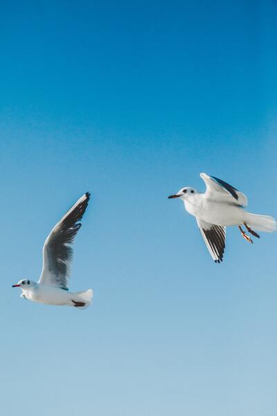Birds fly high Print