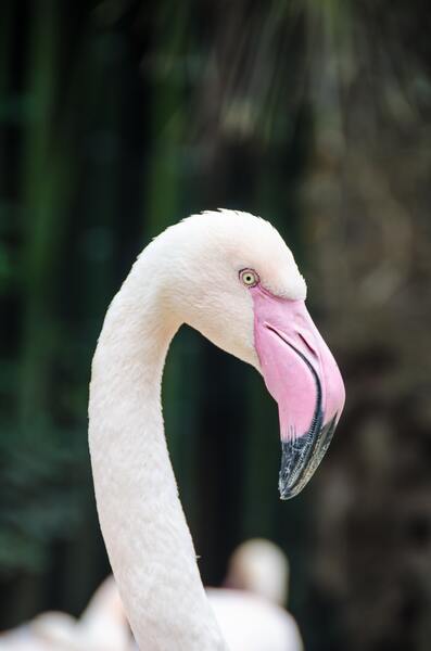 Birds are white by Reg Bender