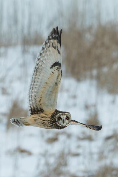 Birds dont get cold in the winter by Reg Bender