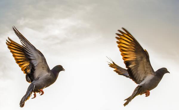 Birds of a feather by Reg Bender