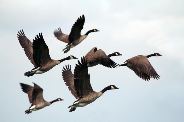 Birds fly south by Reg Bender