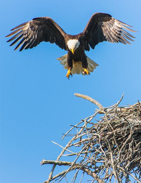 Birds are tireless by Reg Bender