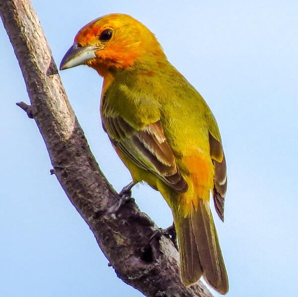 Birds peck things by Reg Bender