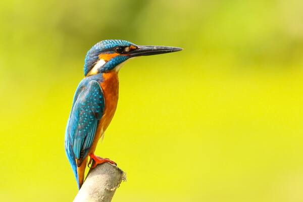 Birds are alone in this world by Reg Bender