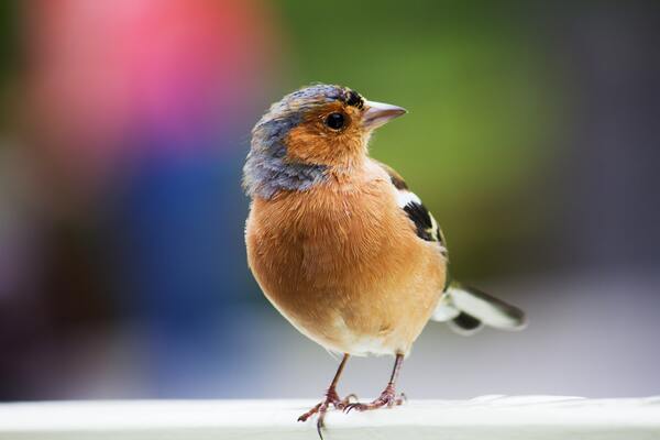 Birds can be alone today by Reg Bender