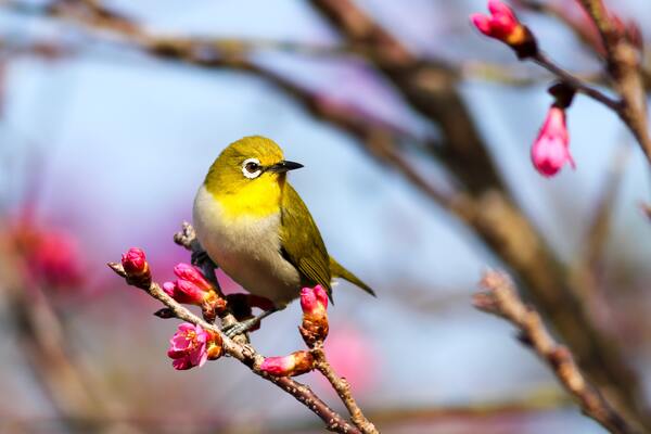 Birds eat plants too by Reg Bender