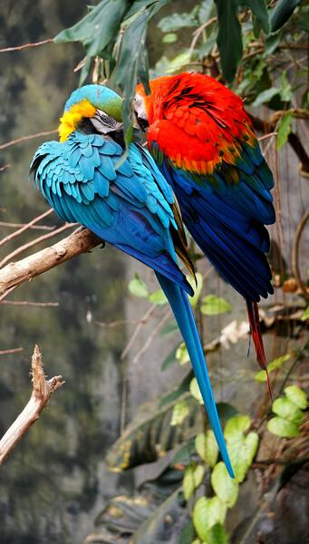 Birds at rest by Reg Bender