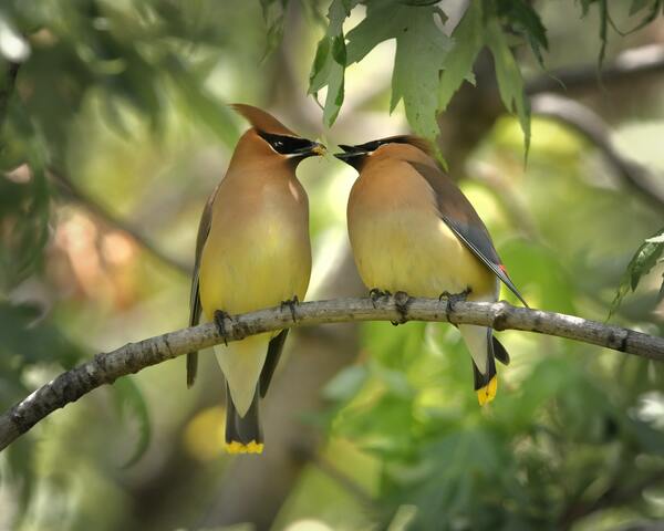Birds having lunch by Reg Bender