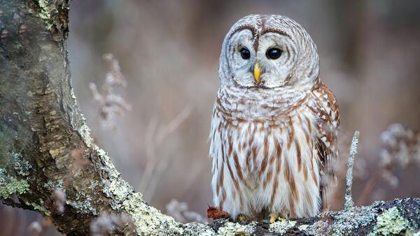 Birds are thoughtful and wise by Reg Bender