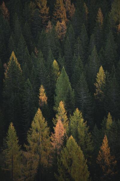 The forest where small animals live by Reg Bender