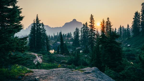 The forest where the sky is nice by Reg Bender