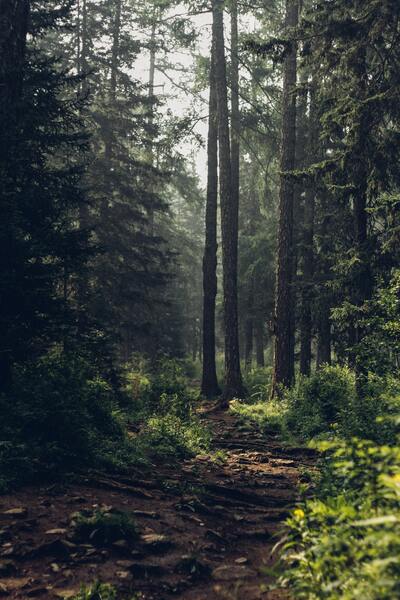 The forest where I got high once by Reg Bender