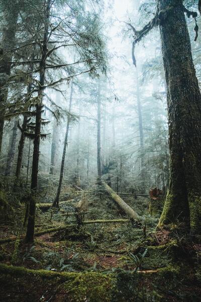 The forest where Father John touched me by Reg Bender