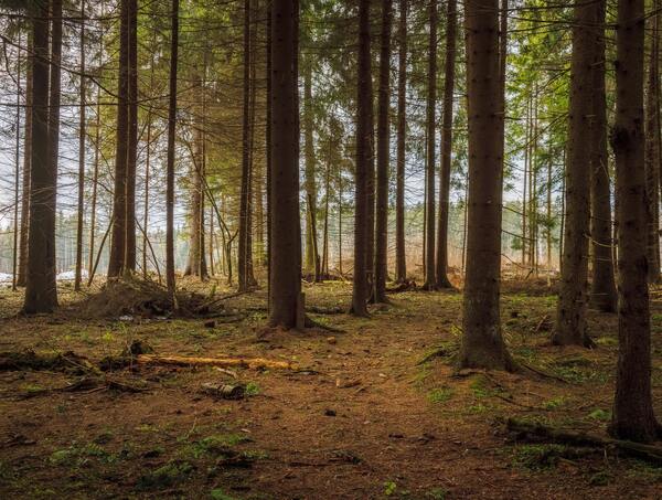 The forest where men meet me by Reg Bender