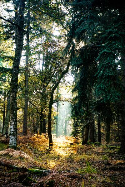 The forest where pine needles hurt my feet by Reg Bender