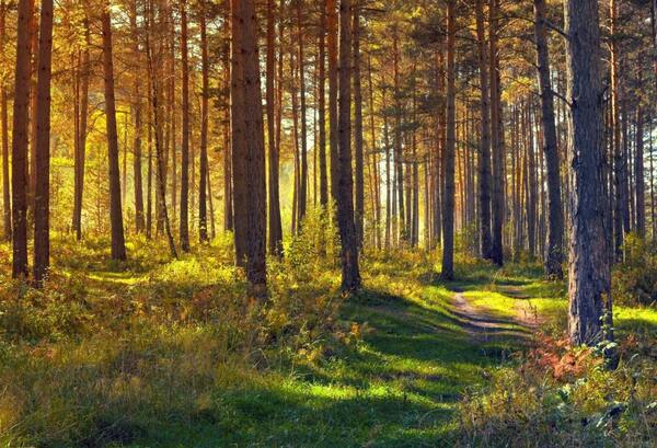 The forest where I got loaded by Reg Bender