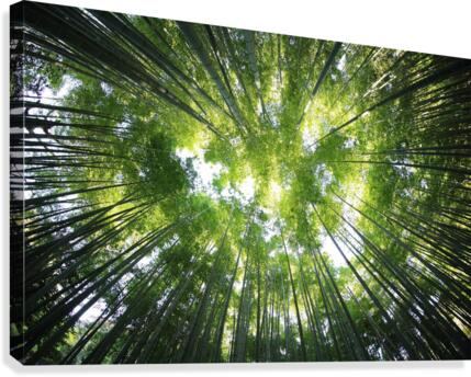 f23 Canvas Print
