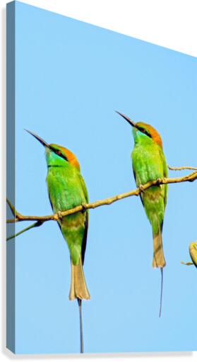 Birds plan things Canvas Print