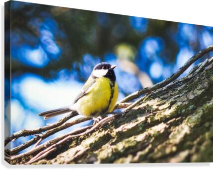Birds create things Canvas Print