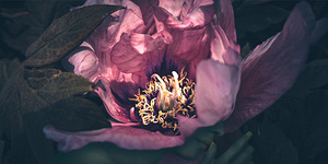 Pink Peony Flower Fae   Whisper