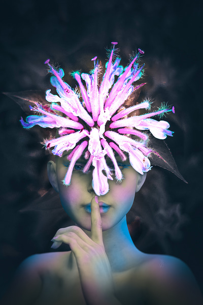 Wild Bergamot Flower Fae   Hush Print