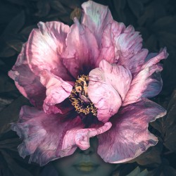 Pink Peony Flower Fae   See