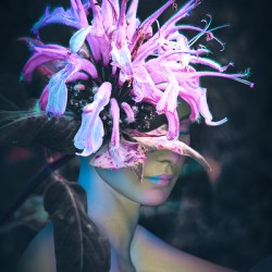 Wild Bergamot Flower Fae   Rest