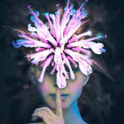 Wild Bergamot Flower Fae   Hush